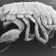 The new species